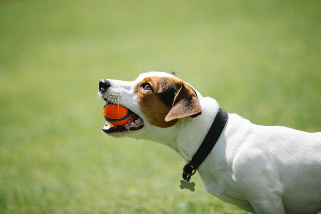 Os 10 Melhores Brinquedos para Entreter Seus cães