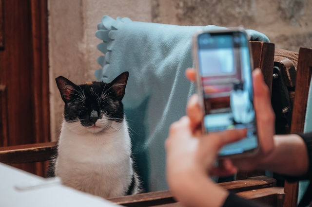 19 Dicas para Fotografar seu Gato como um Profissional