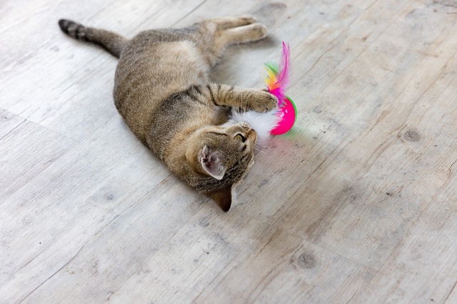 Como Escolher o Brinquedo Perfeito para o Seu Gato