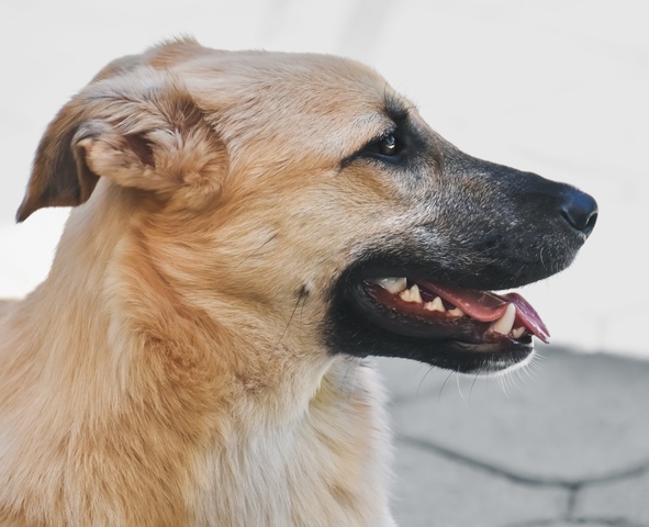 Os 10 Mitos Mais Comuns Sobre Cachorros Desmistificados