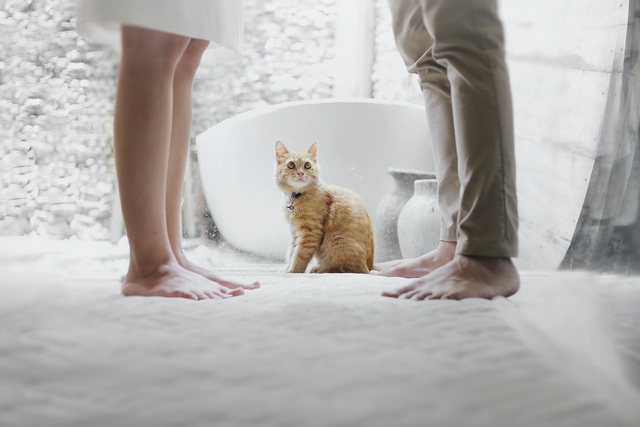14 Dicas de Cuidados Essenciais para Gatos: Dono Responsável