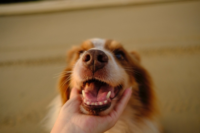 Os 10 Mitos Mais Comuns Sobre Cachorros Desmistificados