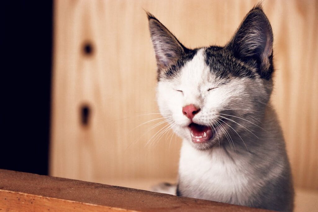 O Mundo Sensorial dos Gatos: 8 Fatos Fascinantes