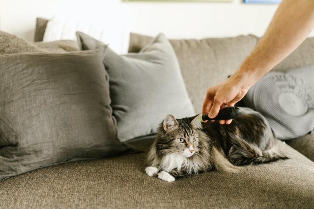 19 Estratégias para Controlar a Queda de Pelo do seu Gato