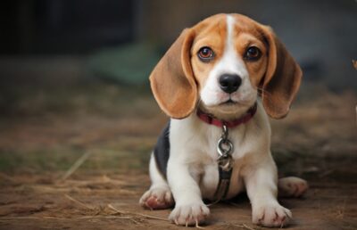 Beagle: Saiba Mais Sobre a Raça